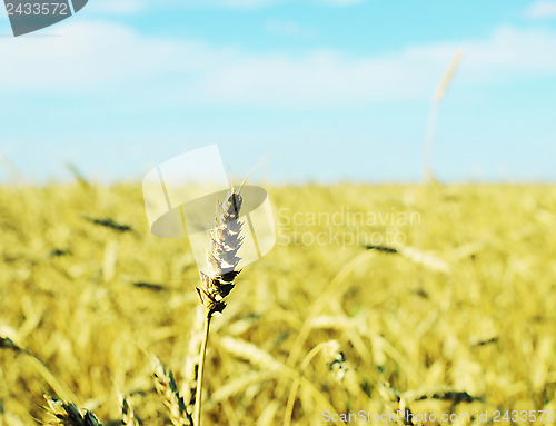 Image of wheat field