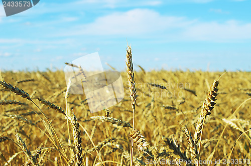 Image of wheat field