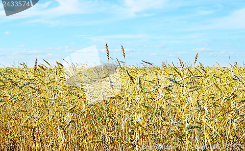 Image of wheat field 