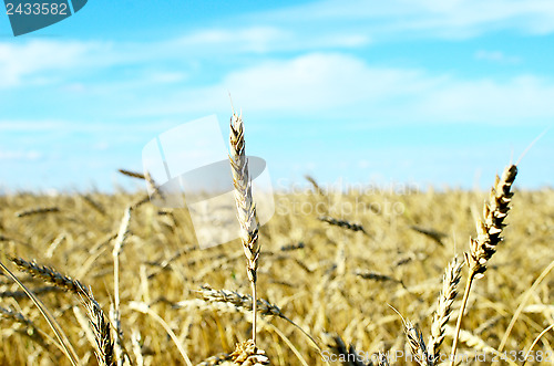 Image of wheat field