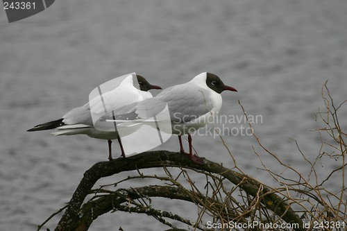 Image of black headed gulls