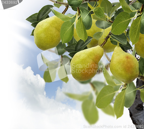 Image of Pear Tree