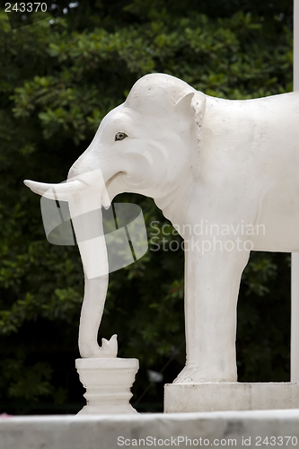 Image of Elephant