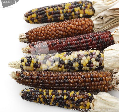Image of Indian Corn