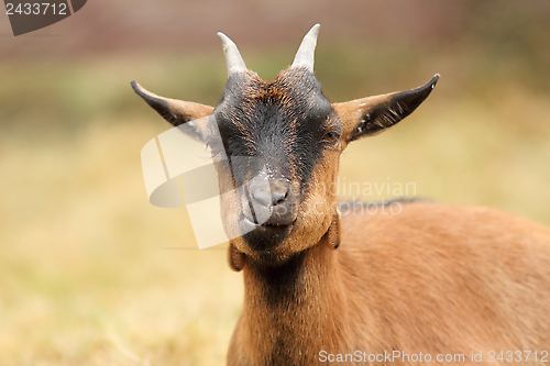Image of beautiful brown goat portrait