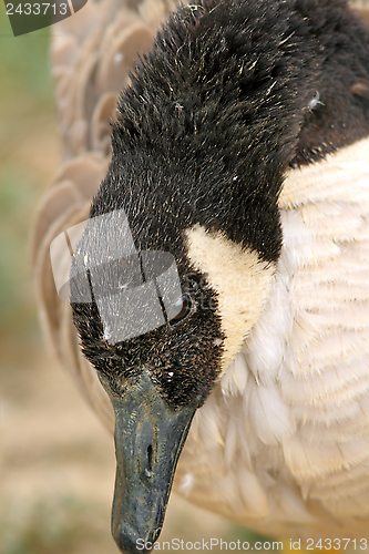 Image of close up of a canadian goose head
