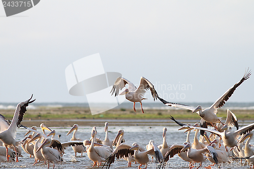 Image of group of great pelicans in shallow water
