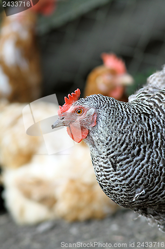 Image of hen in the farmyard