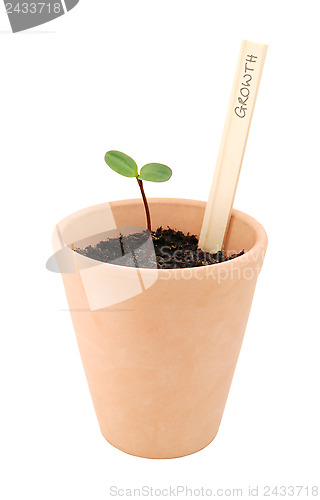 Image of Seedling in a flowerpot, labelled as growth