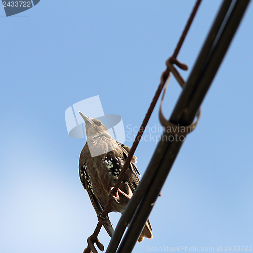 Image of sturnus vulgaris on cable