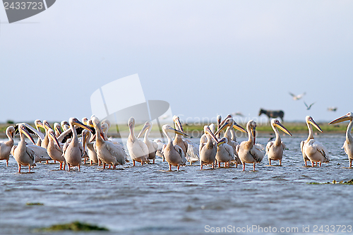 Image of pelicans and donkey on Sahalin island