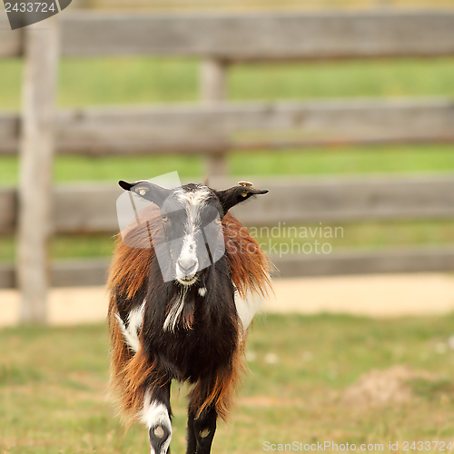 Image of mottled domestic goat 