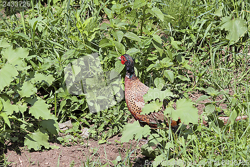 Image of male phasianus hiding amongst the weeds