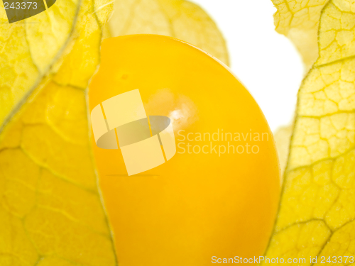 Image of Physalis