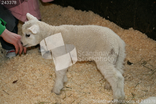 Image of Lamb