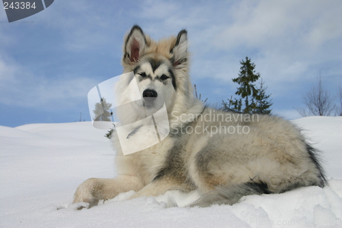 Image of alaskan malamute puppy