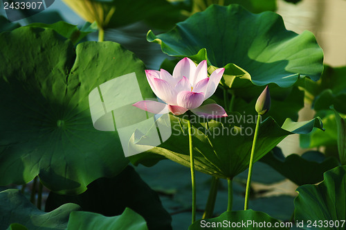 Image of Lotus flower and plant