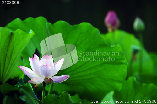 Image of Lotus flower and plant
