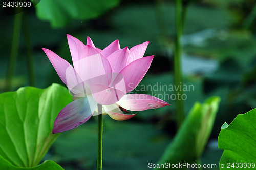 Image of Lotus flower and plant