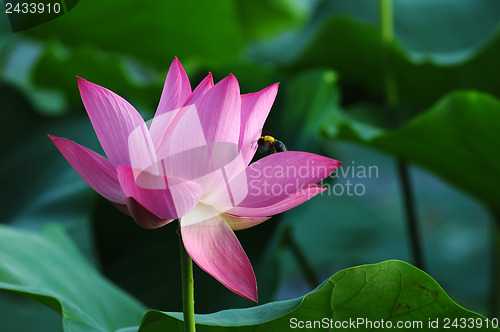 Image of Lotus flower and plant