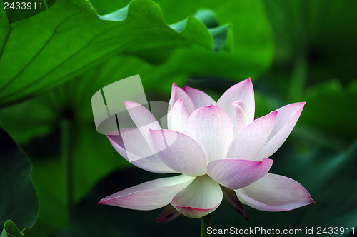Image of Lotus flower and plant