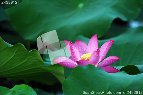 Image of Lotus flower and plant