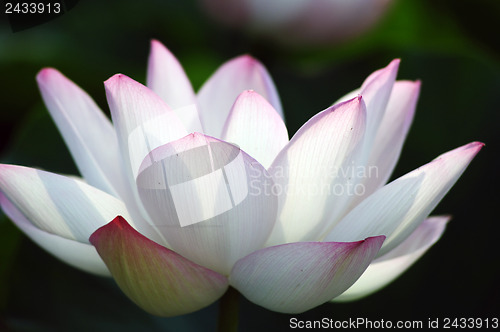 Image of Lotus flower and plant