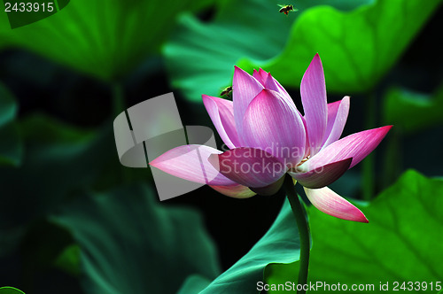 Image of Lotus flower and plant