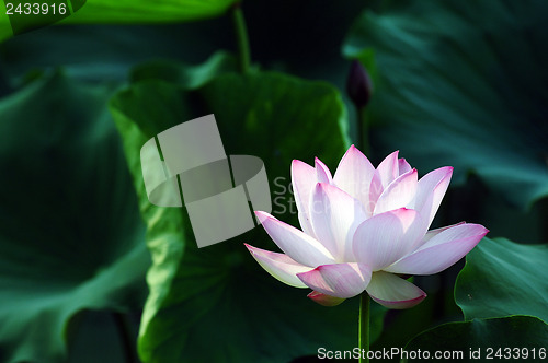 Image of Lotus flower and plant