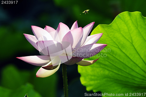 Image of Lotus flower and plant