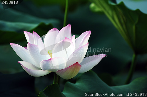 Image of Lotus flower and plant