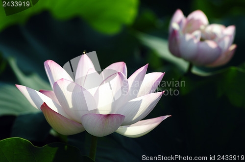 Image of Lotus flower and plant