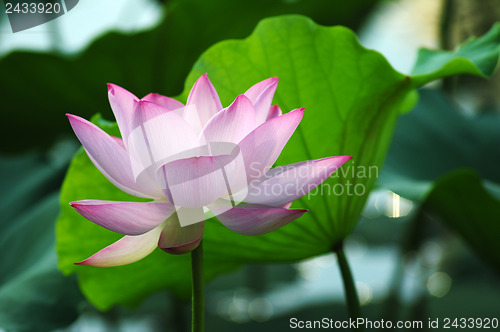 Image of Lotus flower and plant