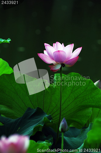 Image of Lotus flower and plant