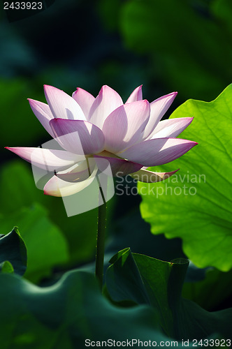 Image of Lotus flower and plant