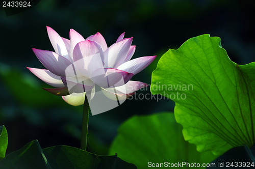 Image of Lotus flower and plant