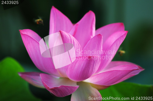 Image of Lotus flower and plant