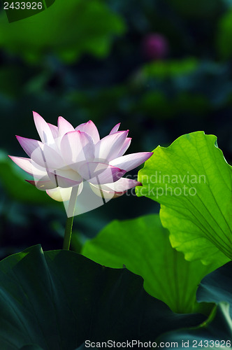 Image of Lotus flower and plant