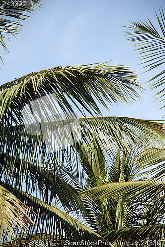 Image of Coconut tree stems