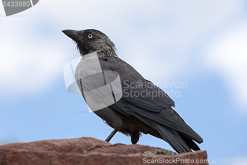 Image of Jackdaw 
