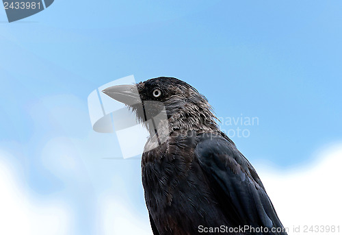 Image of Jackdaw portrait