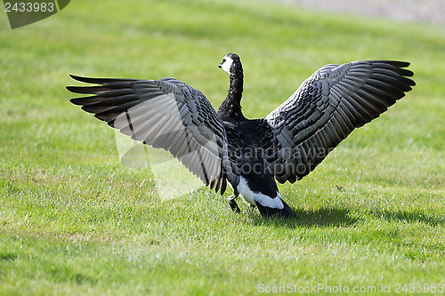 Image of Barnacle Goose spreading it's wings