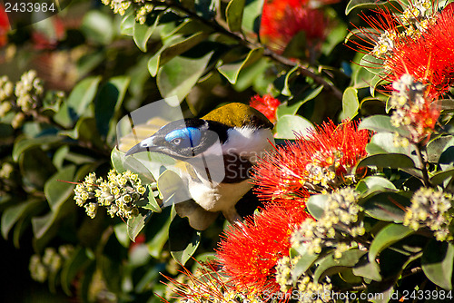 Image of Blue-faced Honeyeater in a ecualyptus tree