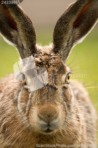 Image of European hare portrait