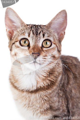 Image of Brown Striped Kitten