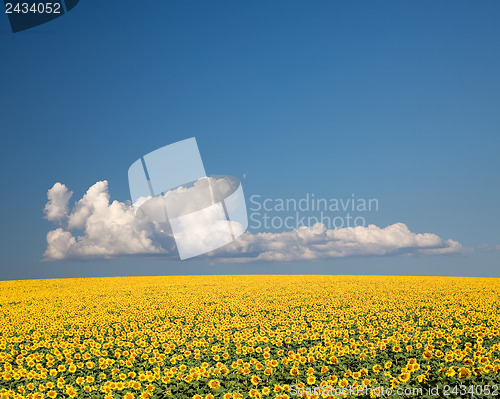 Image of Sunflower Field