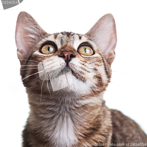 Image of Brown Striped Kitten Close-up