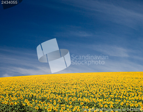 Image of Sunflower Field