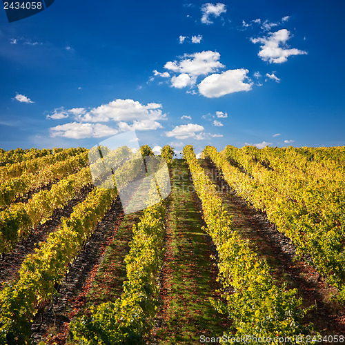 Image of Port Wine vineyards in Portugal