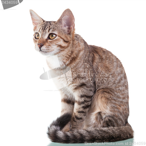 Image of Brown Striped Kitten (4 months old)